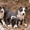  - Chiots disponibles en American Staffordshire terrier 