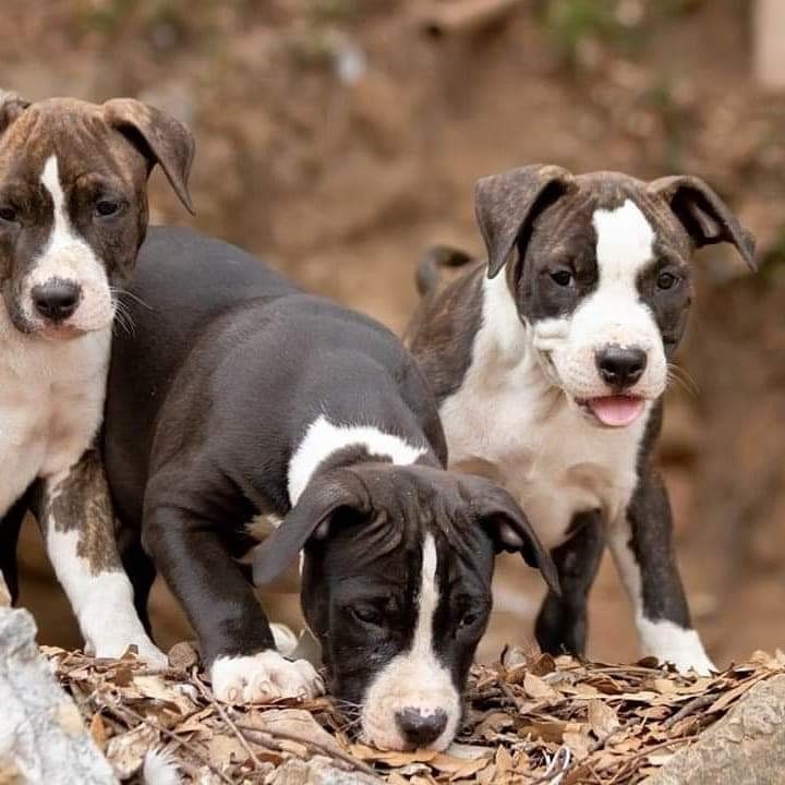 Chiots disponibles en American Staffordshire terrier 